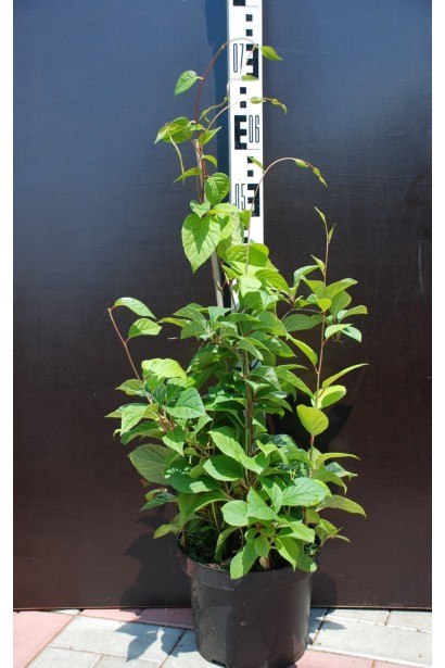 Лимонник китайский / Шизандра  - 3-5л/вис.30-40см/Ø20-25см